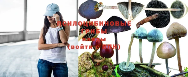 молекула духа Новозыбков