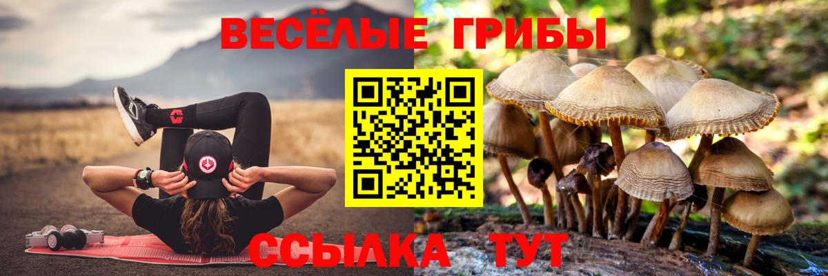 Псилоцибиновые грибы Psilocybe  Светлоград 